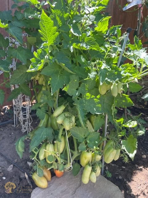 American gardens landscaping vegetables project 5