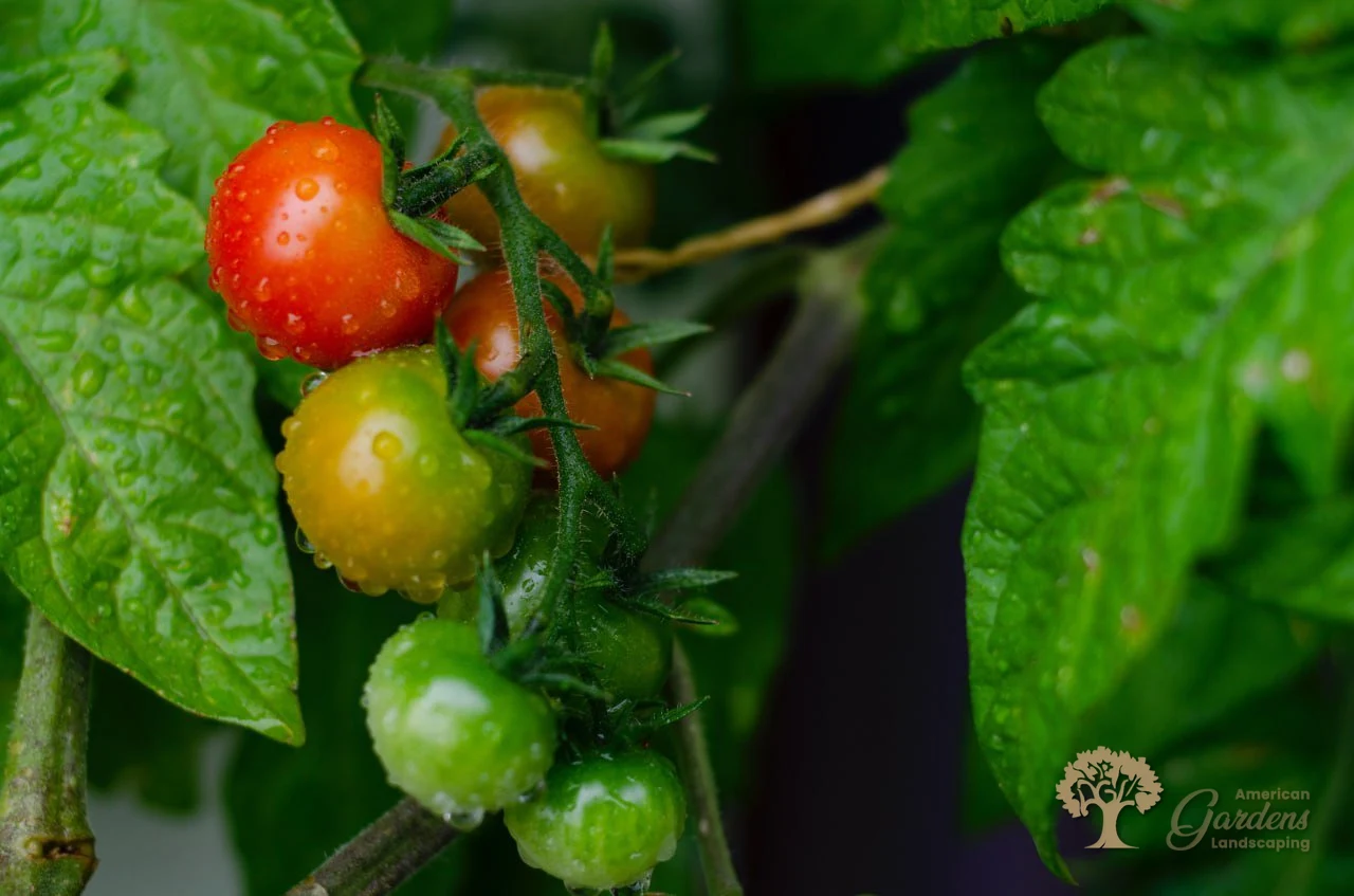 American gardens landscaping vegetables project 6