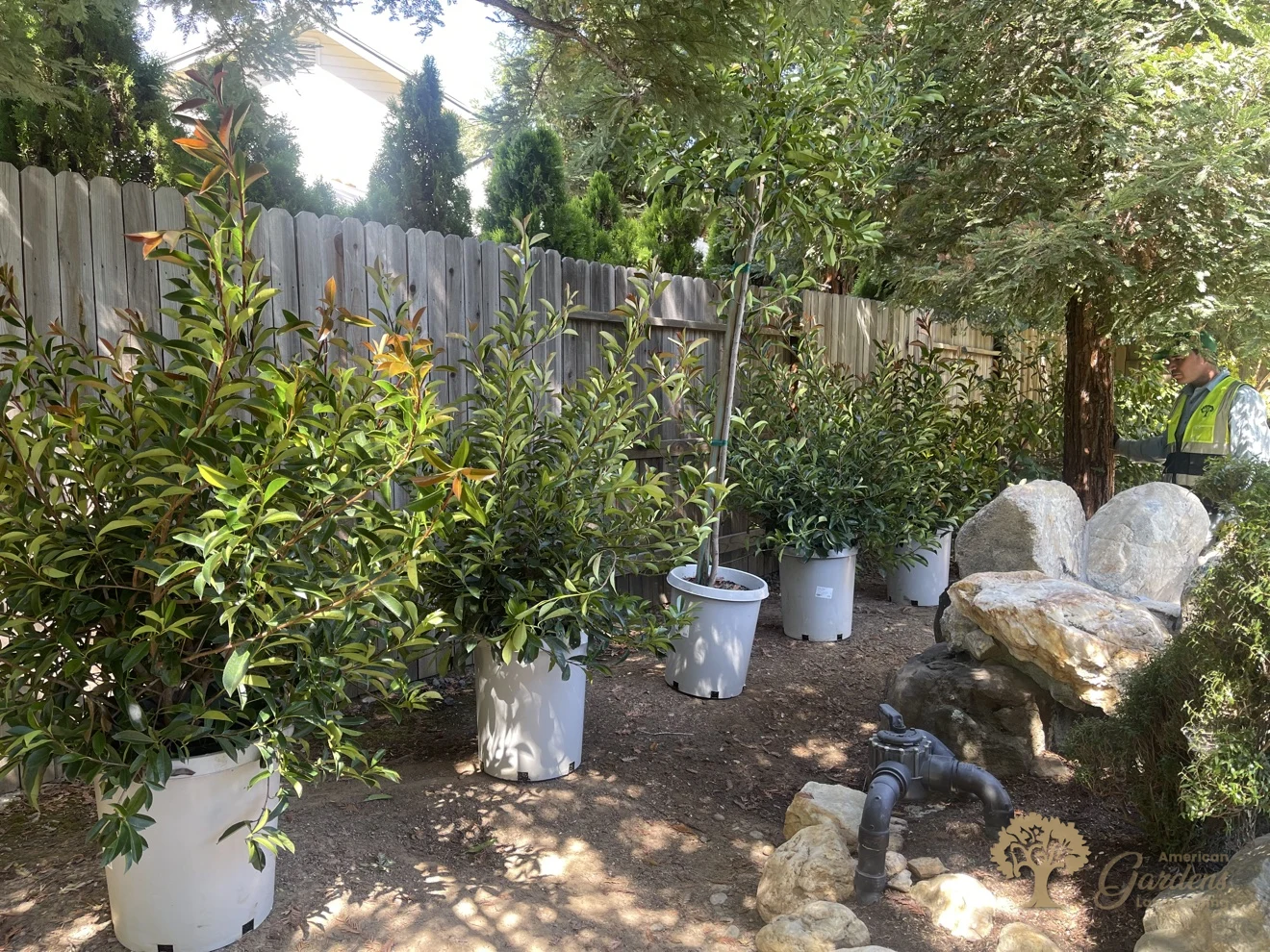 An American Gardens Landscaping crew member in a hi-vis vest placing a potted tree beside the boulders in a Gold River backyard, with potted shrubs staged along the fence