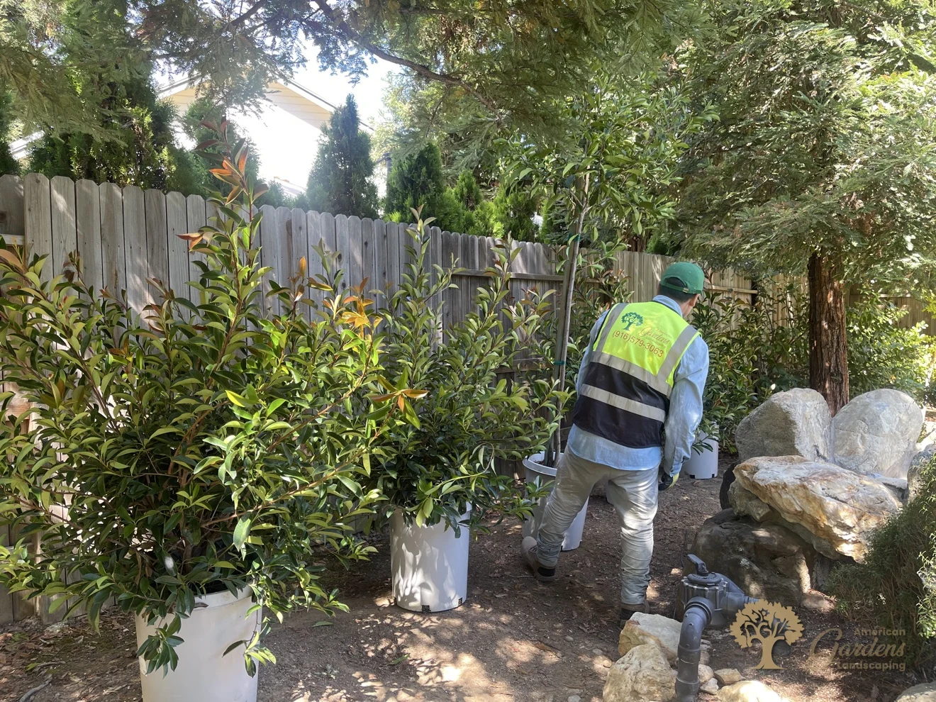 Potted shrubs and a young tree staged along the fence of a Gold River backyard before planting, an American Gardens Landscaping crew member in a company vest standing among them