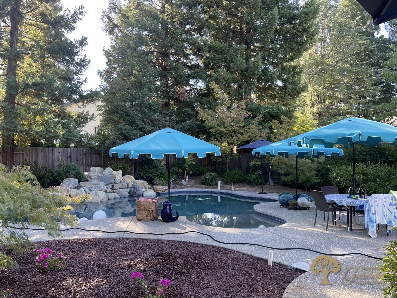The finished Gold River pool backyard with new planting around the pool and a fresh bark bed with pink flowers in the foreground, by American Gardens Landscaping