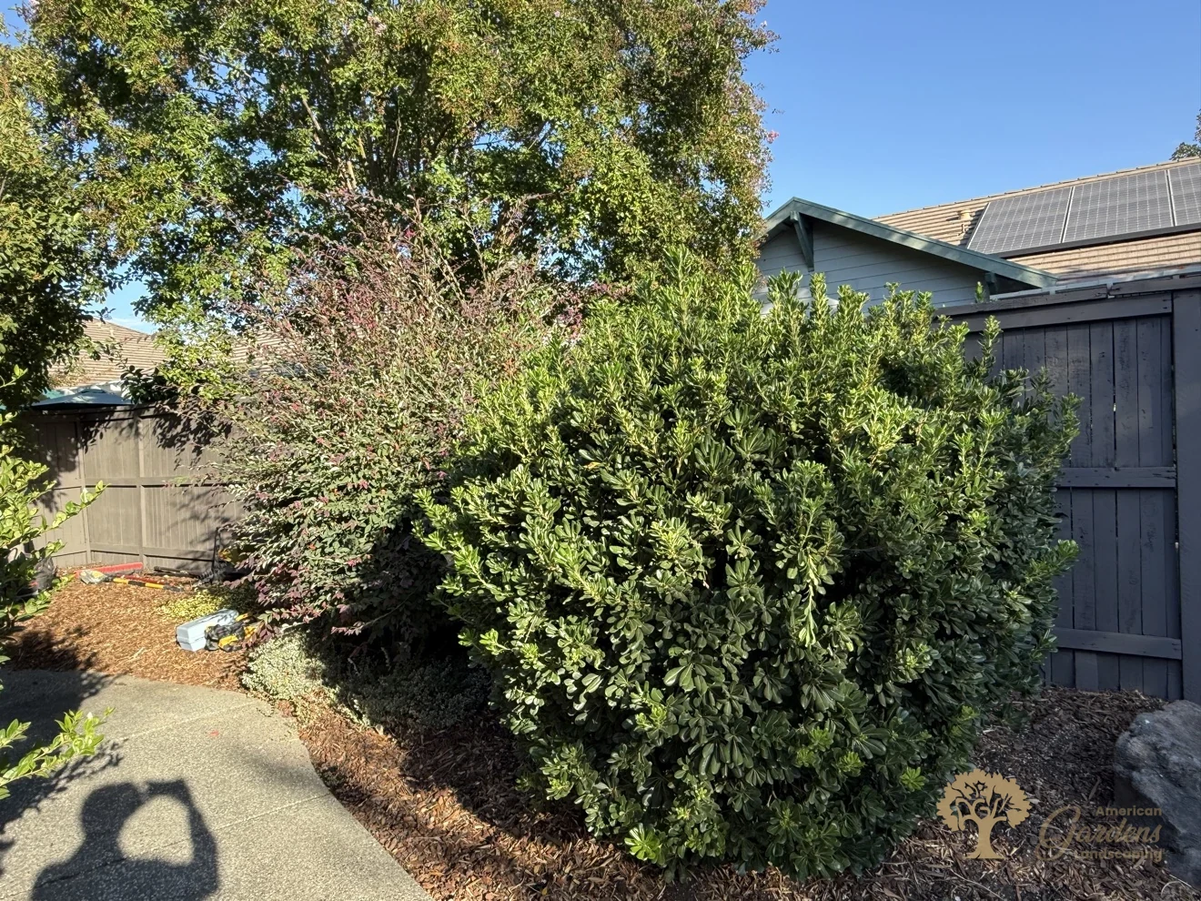 Front yard before a planting renovation in Natomas, Sacramento – American Gardens Landscaping