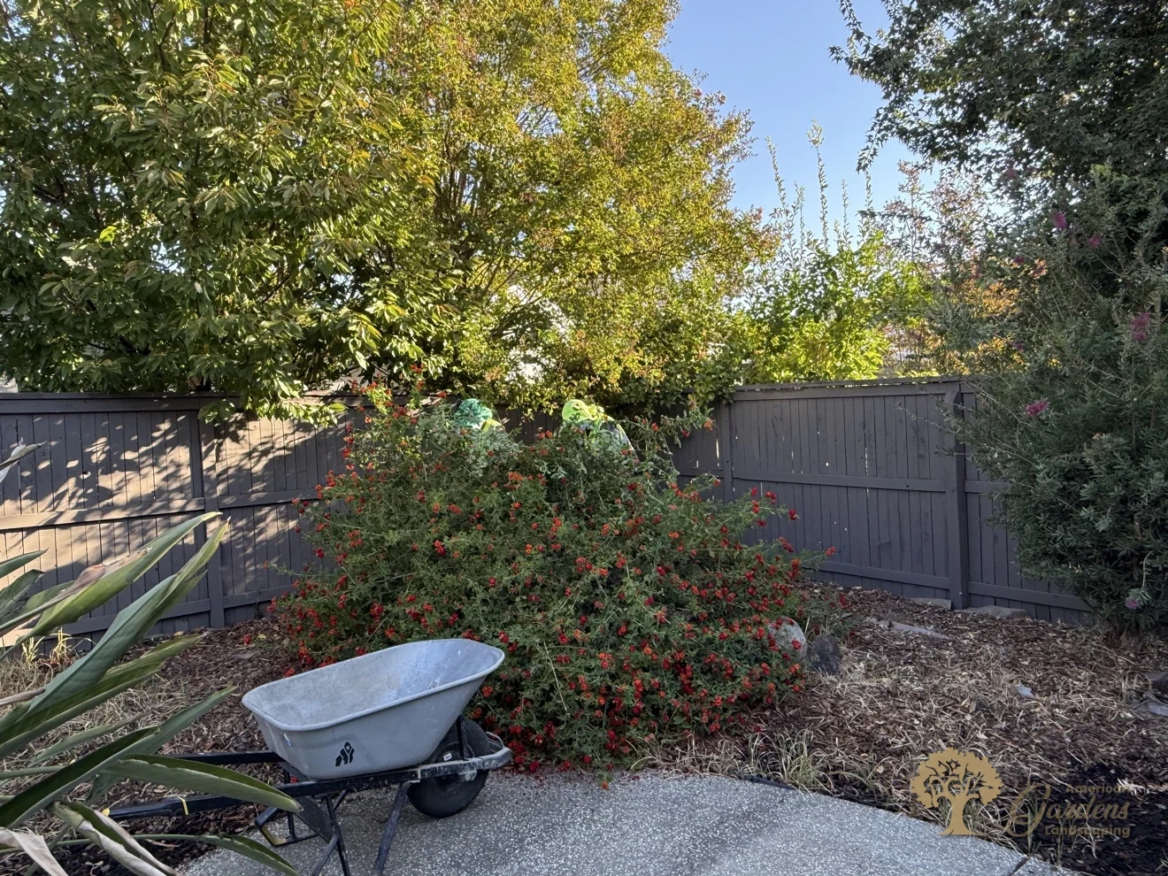 Overgrown shrubs before the cleanup in Natomas, Sacramento – American Gardens Landscaping