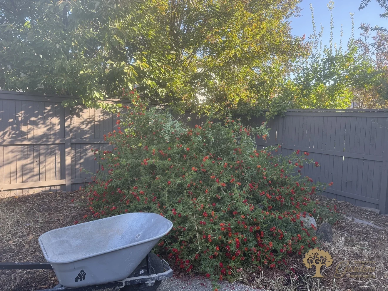 Clearing overgrown planting beds in Natomas, Sacramento – American Gardens Landscaping