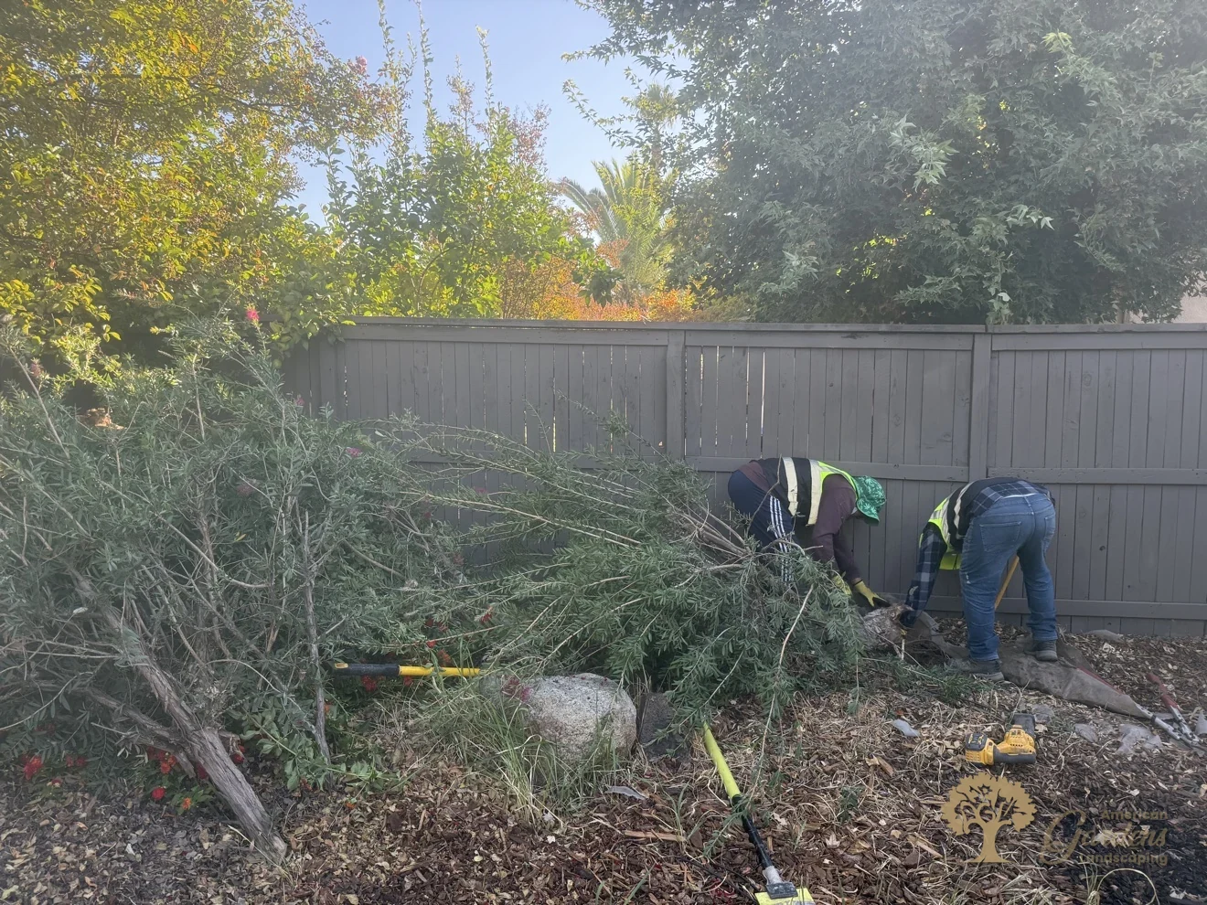 Crew clearing brush and old shrubs in Natomas, Sacramento – American Gardens Landscaping