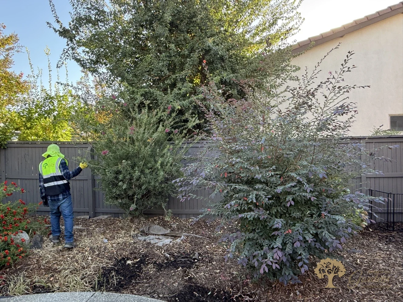Pruning and shaping shrubs during the renovation in Natomas, Sacramento – American Gardens Landscaping