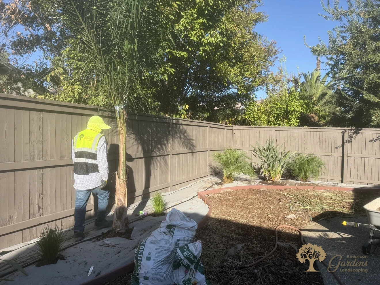 Planting a pygmy date palm in Natomas, Sacramento – American Gardens Landscaping
