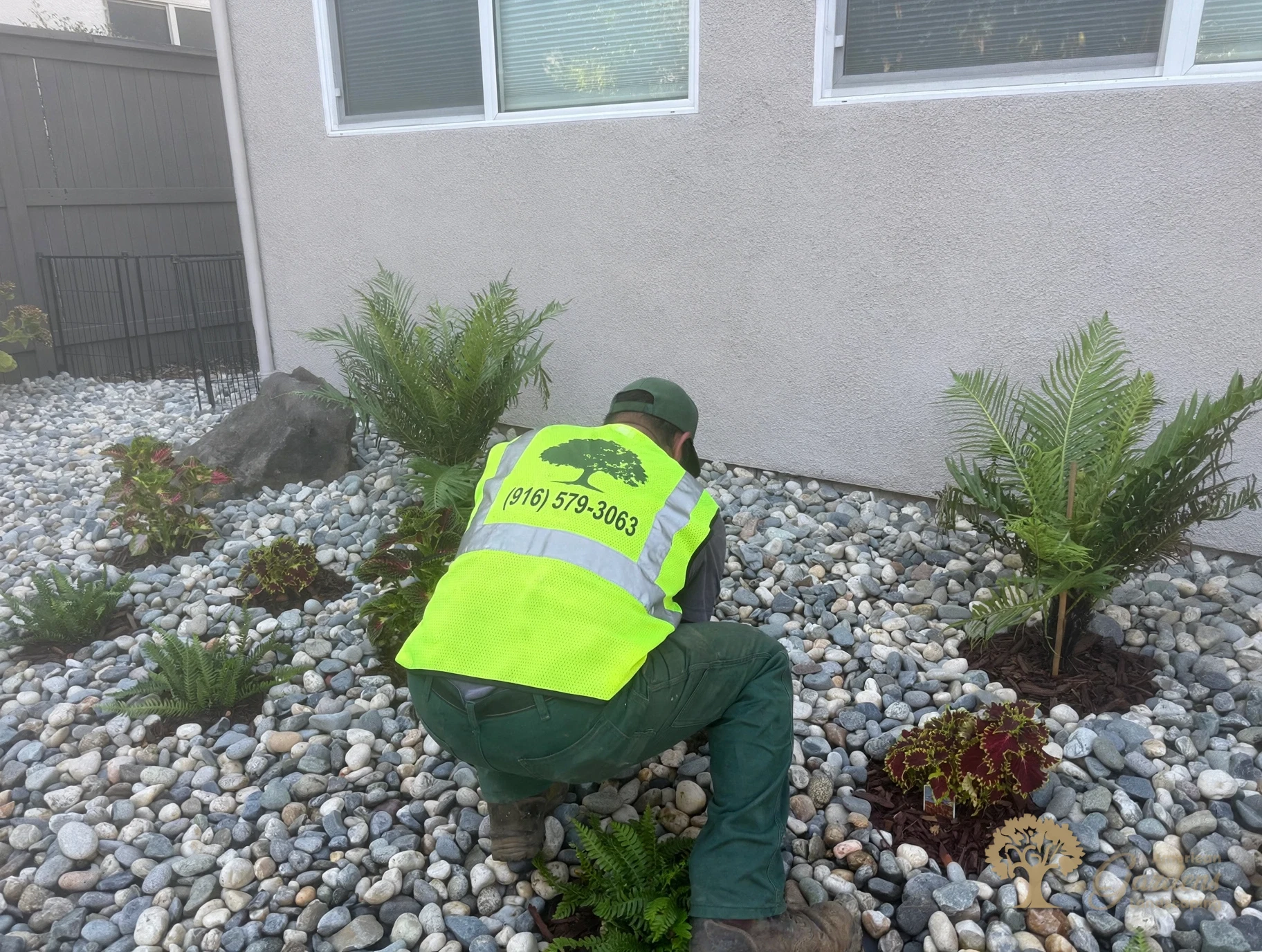 Planting the side bed with ferns in Natomas, Sacramento – American Gardens Landscaping
