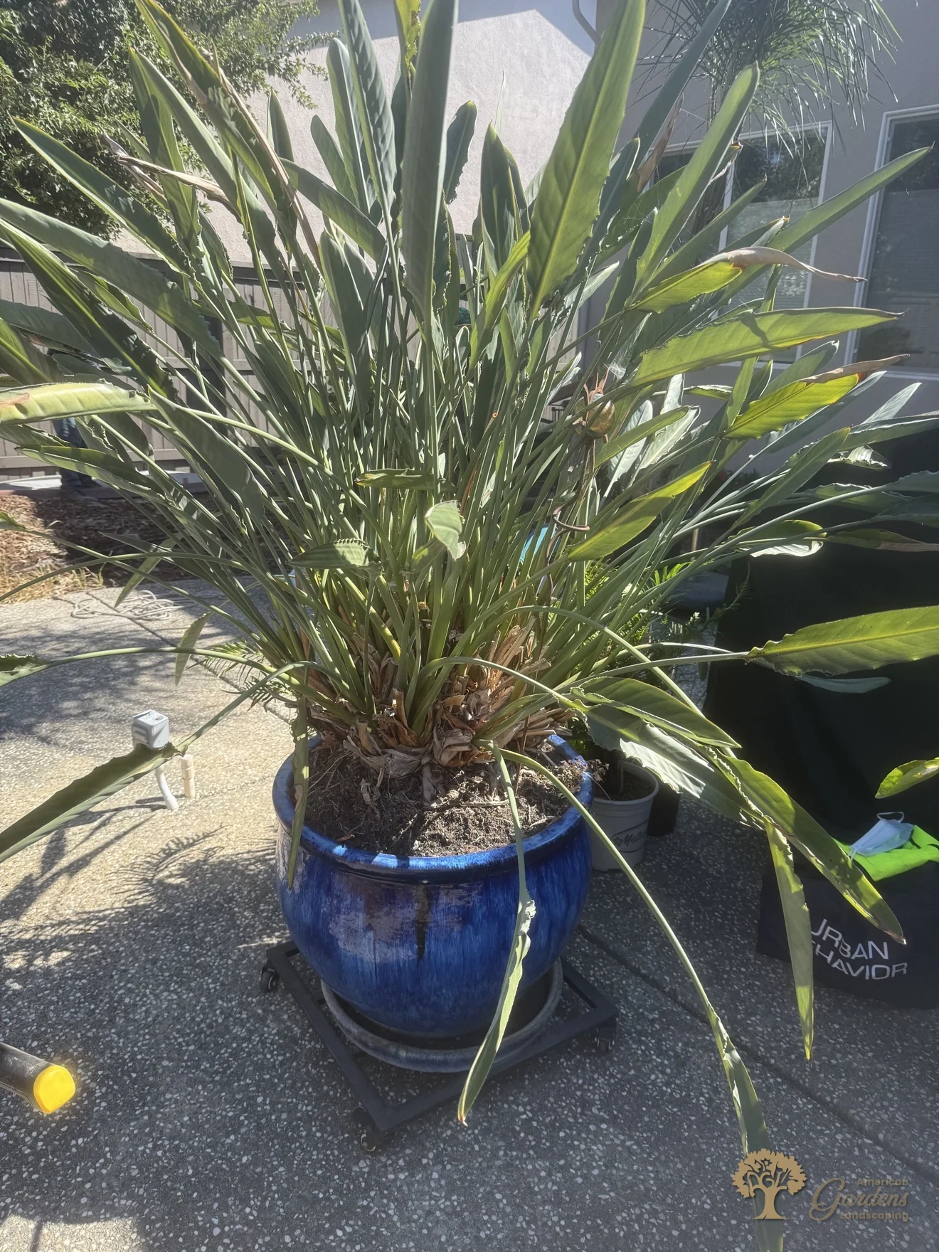 Feature plant in a blue ceramic pot in Natomas, Sacramento – American Gardens Landscaping