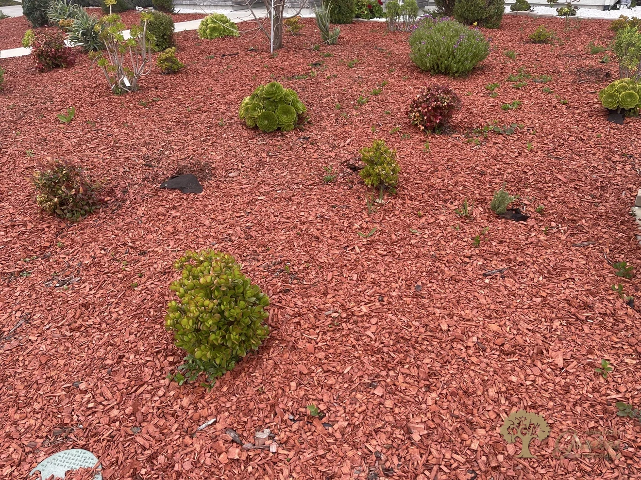 Carmichael Xeriscape Front Yard – American Gardens Landscaping