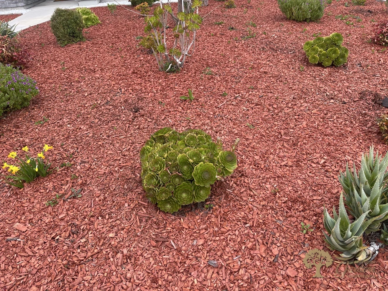 Carmichael Xeriscape Front Yard – American Gardens Landscaping