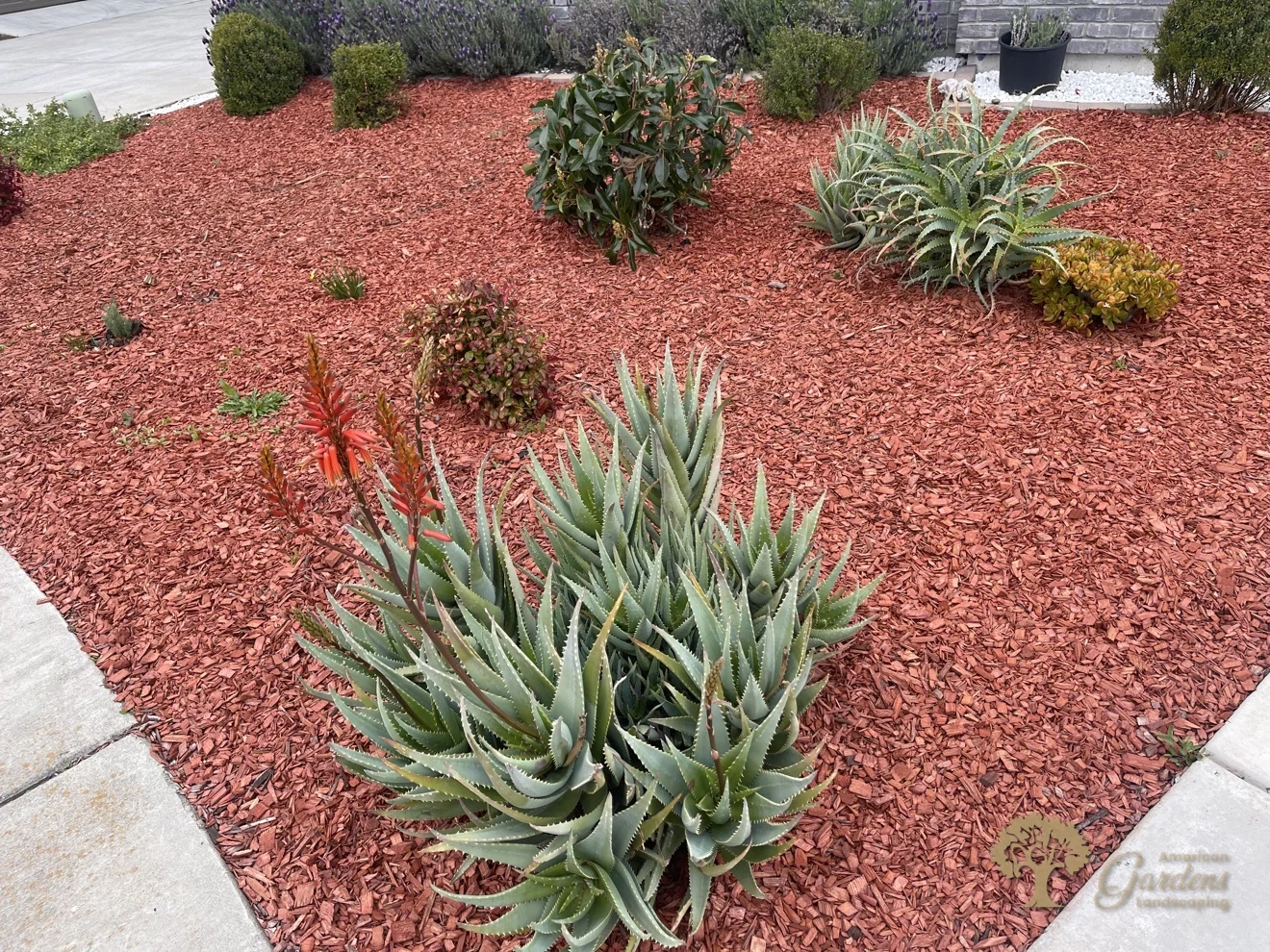 Carmichael Xeriscape Front Yard – American Gardens Landscaping