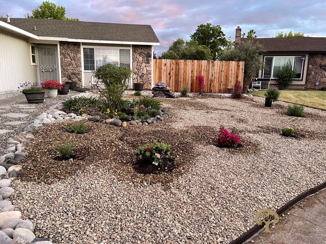 Finished xeriscape front yard at dusk seen from the driveway - two-tone gravel, new drought-tolerant plantings in dark mulch rings, river-rock edging and a new redwood fence, by American Gardens Landscaping in the Sacramento area