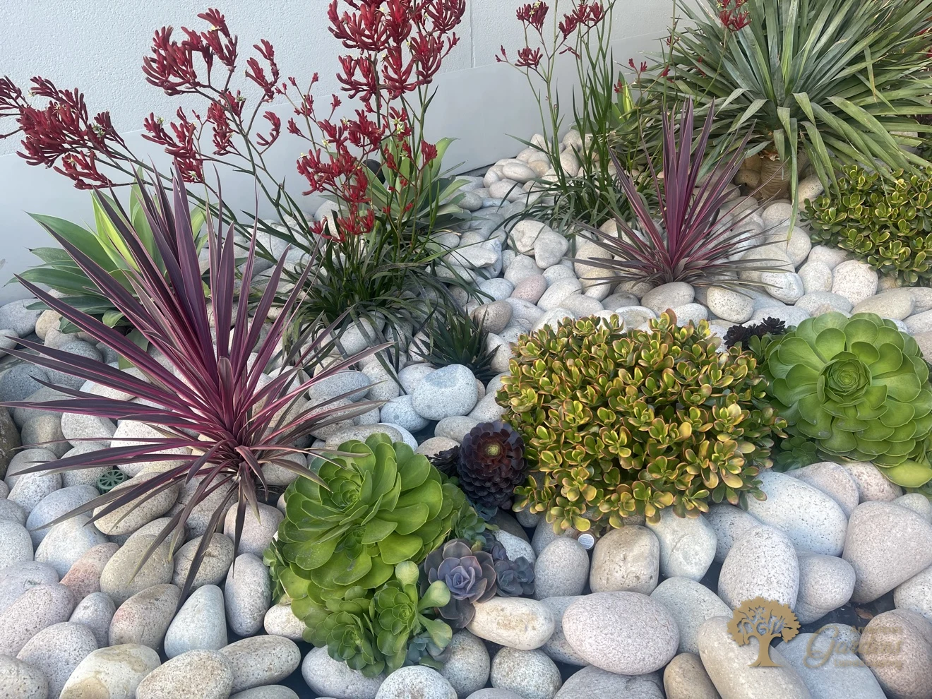 White river-rock cobble bed planted with aeoniums, jade, purple cordyline and red kangaroo paw flowers in Rancho Cordova by American Gardens Landscaping