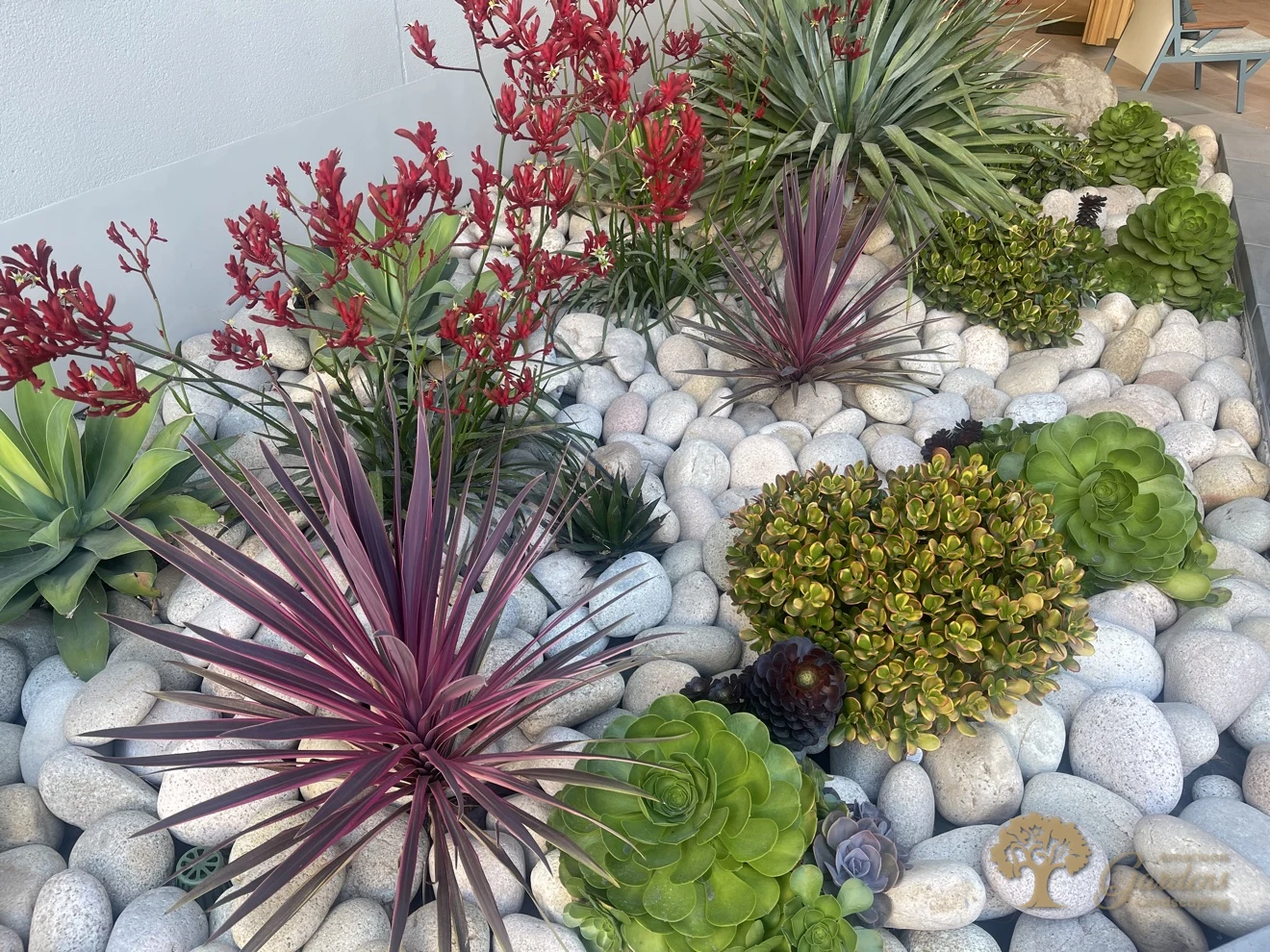 Purple cordyline, jade and aeonium succulents with red kangaroo paw flowers in a white river-rock cobble bed in Rancho Cordova by American Gardens Landscaping