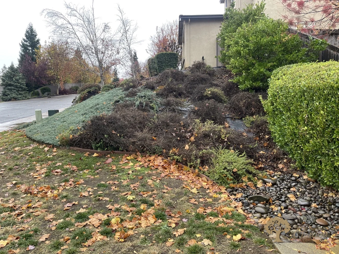 Dying shrubs and worn groundcover before the front yard cleanup in El Dorado Hills – American Gardens Landscaping