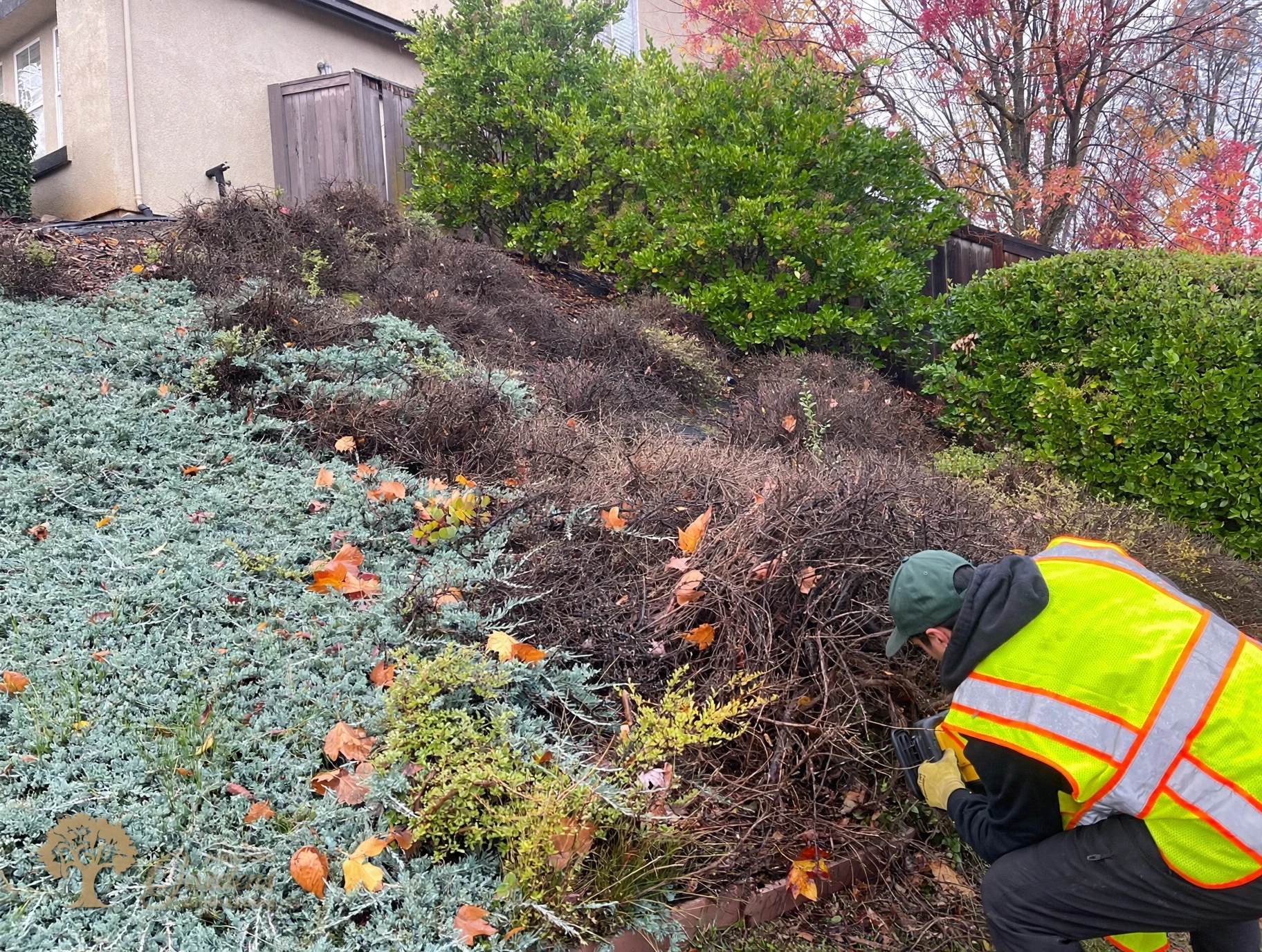 Crew cutting out dead shrubs during the front yard clean up in El Dorado Hills – American Gardens Landscaping