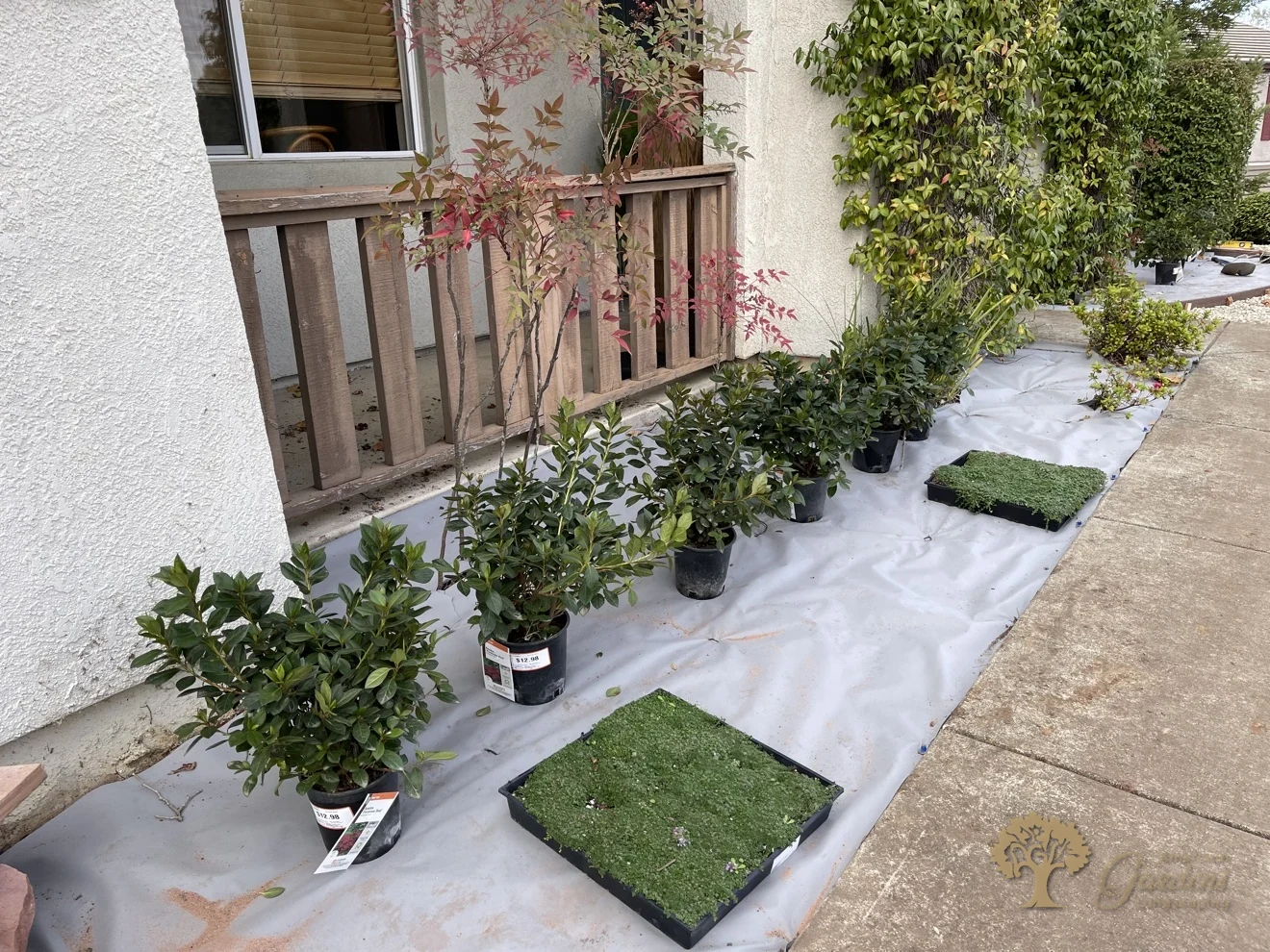 New plants staged for the front yard planting in El Dorado Hills – American Gardens Landscaping