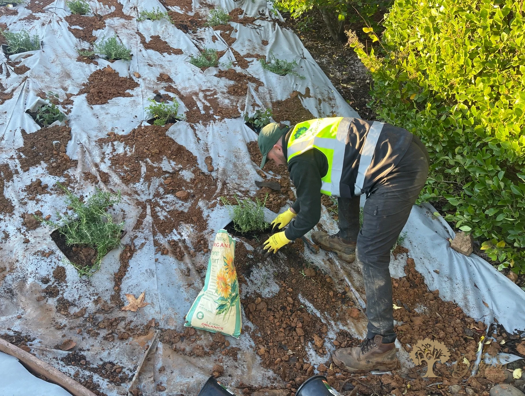 Planting rosemary with organic compost in El Dorado Hills – American Gardens Landscaping