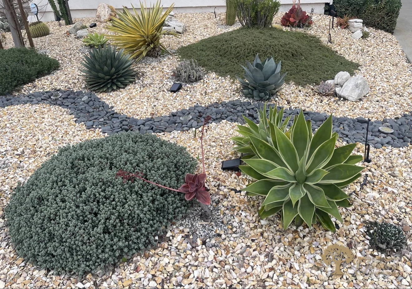 Groundcover mounds and agave in a gravel xeriscape in Sacramento – American Gardens Landscaping