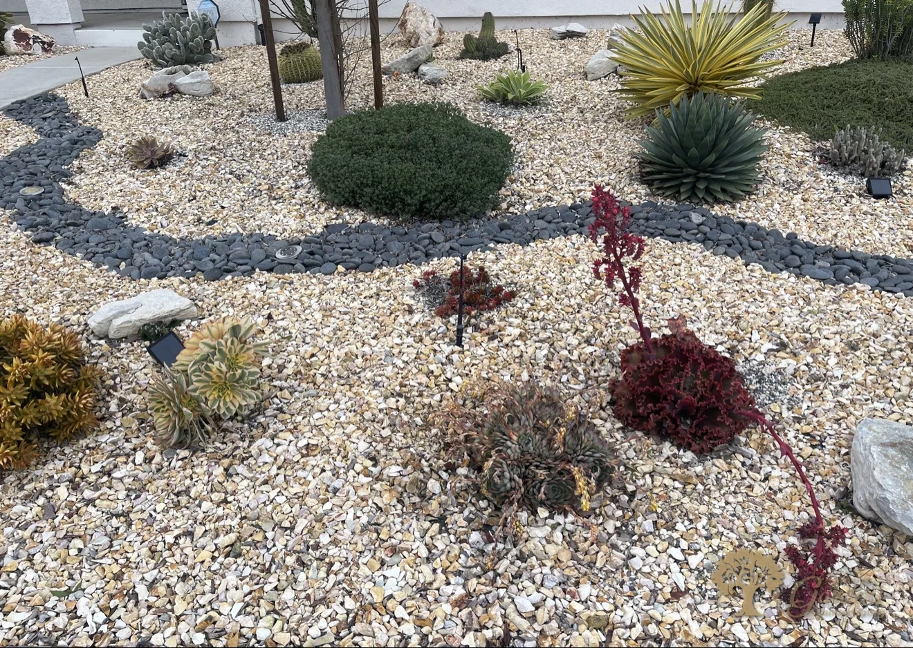 Succulent xeriscape with dark river rock swale in Sacramento – American Gardens Landscaping