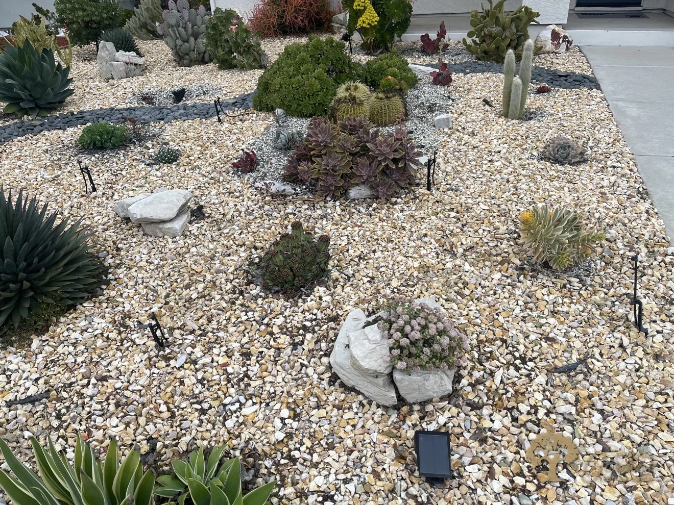 Front yard succulent planting in decorative gravel in Sacramento – American Gardens Landscaping