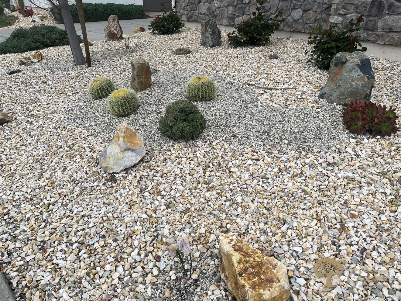 Barrel cactus cluster in a decorative gravel garden in Sacramento – American Gardens Landscaping