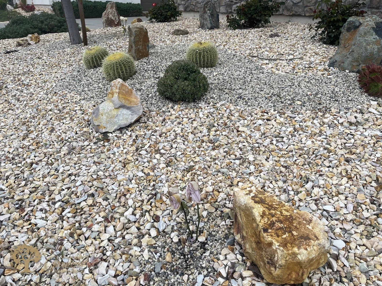Cacti and boulders in a low-water front yard in Sacramento – American Gardens Landscaping