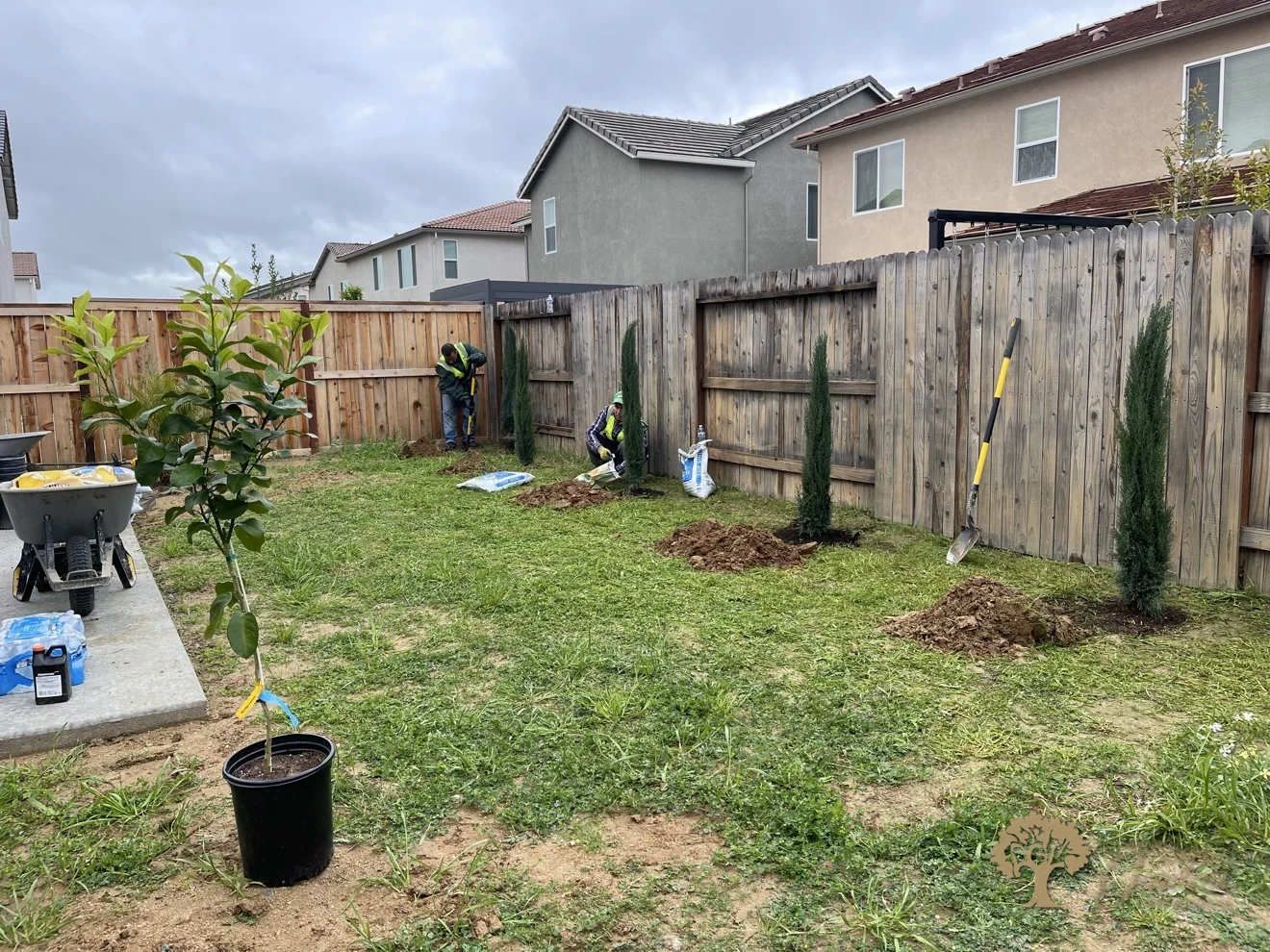 Italian cypresses planted along the fence in Lincoln – American Gardens Landscaping