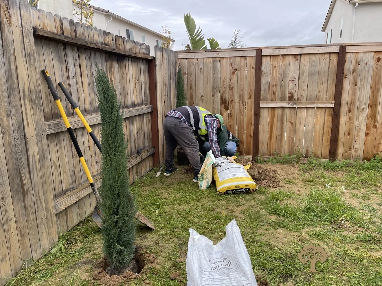 Planting a cypress by the fence in Lincoln – American Gardens Landscaping