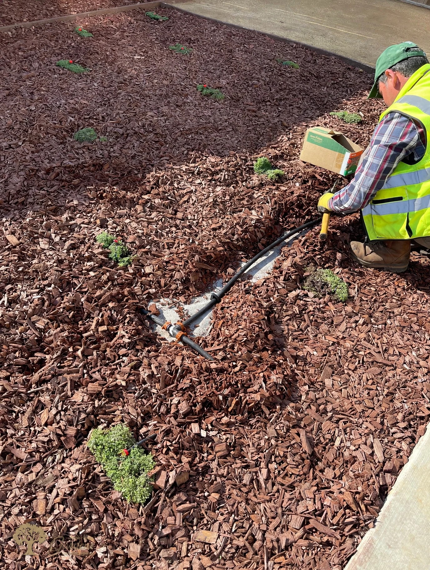 Connecting drip emitters for the groundcover in Lincoln – American Gardens Landscaping