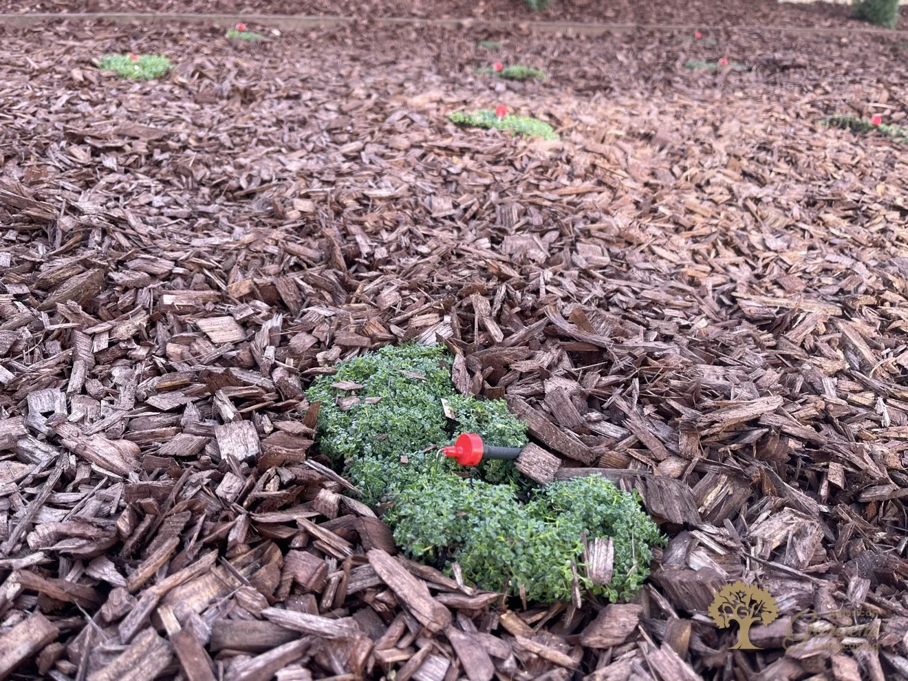 Drip emitter watering a groundcover plug in Lincoln – American Gardens Landscaping