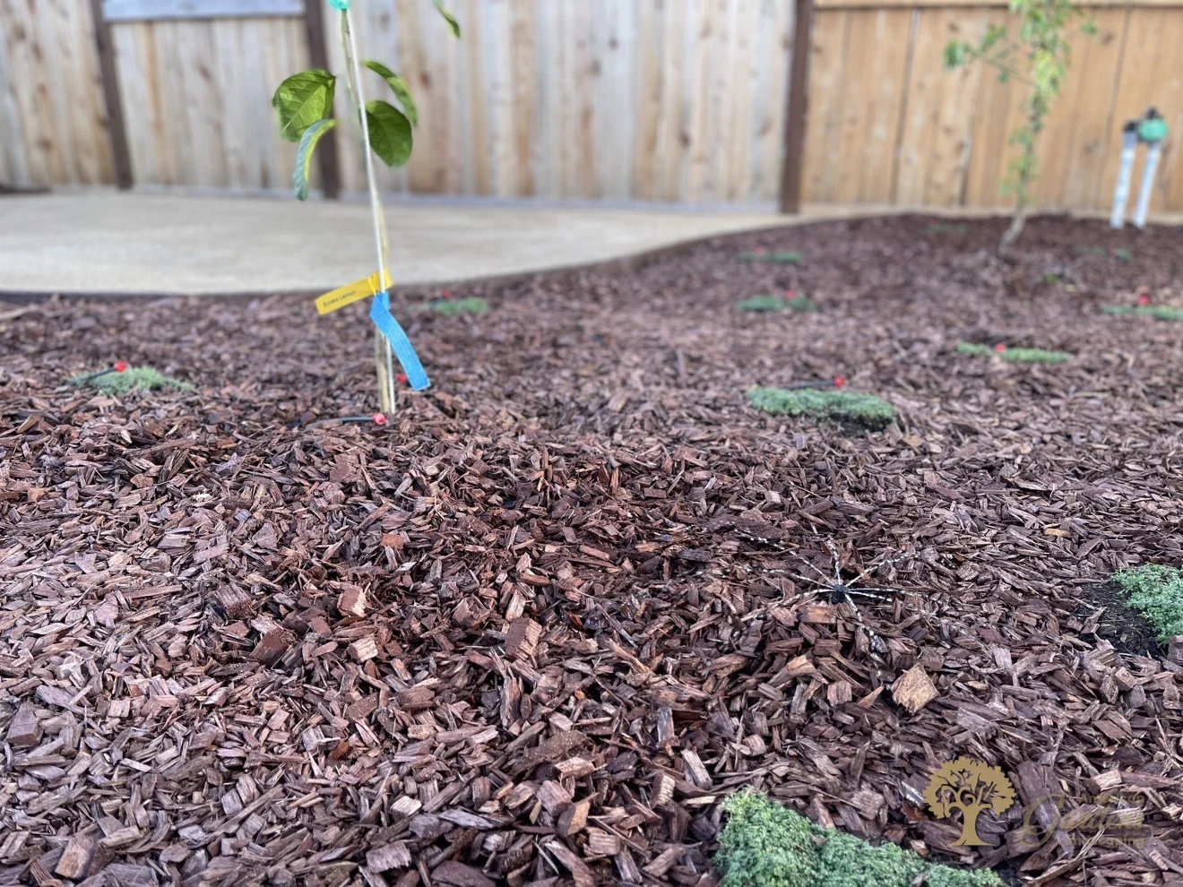 Bark mulch around the young citrus in Lincoln – American Gardens Landscaping