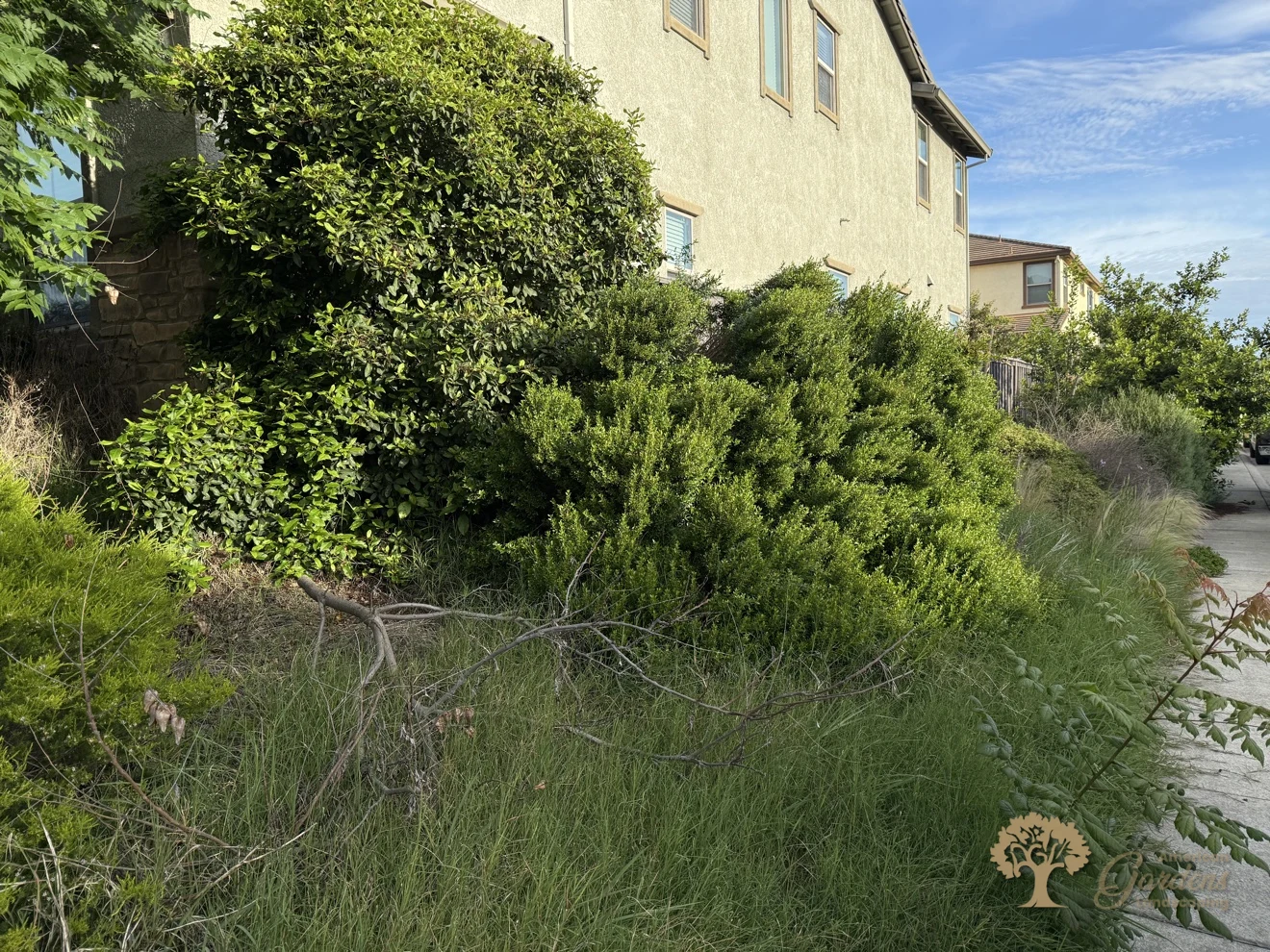 Fair Oaks Xeriscape – American Gardens Landscaping